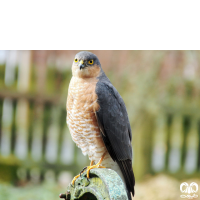 گونه قرقی Eurasian Sparrowhawk